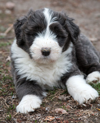 0135FTPups.jpg