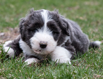 0137FTPups.jpg