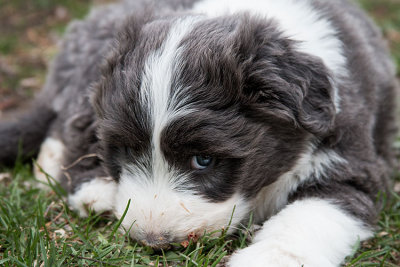 0139FTPups.jpg