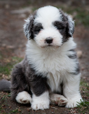 0140FTPups.jpg