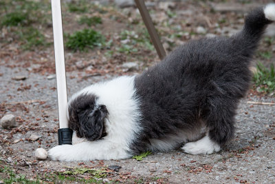 0141FTPups.jpg