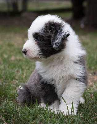 0143FTPups.jpg