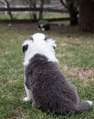 0145FTPups.jpg