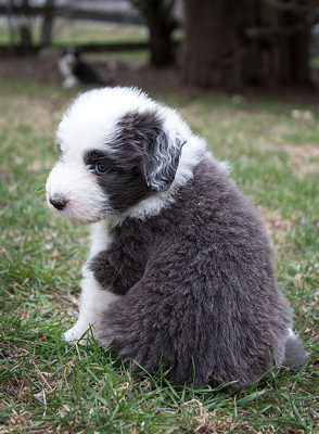 0146FTPups.jpg