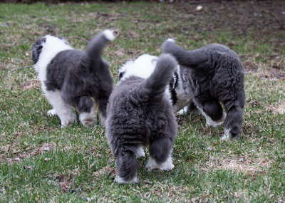 0147FTPups.jpg