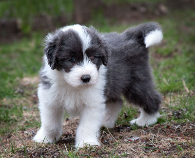 0153FTPups.jpg