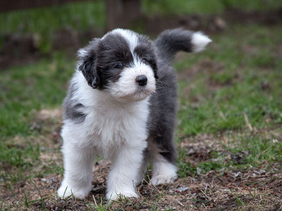 0154FTPups.jpg