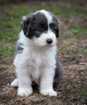 0156FTPups.jpg