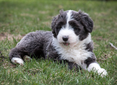 0159FTPups.jpg