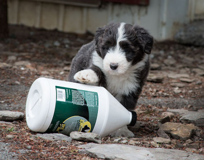 0163FTPups.jpg