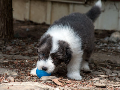 0164FTPups.jpg