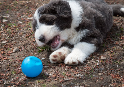 0167FTPups.jpg