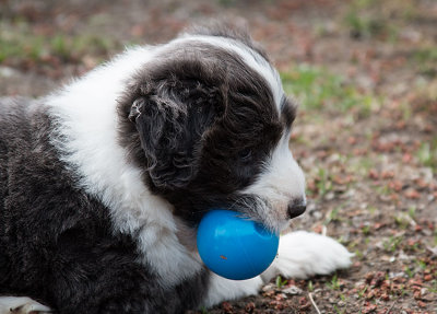 0170FTPups.jpg