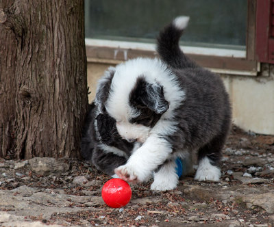 0172FTPups.jpg