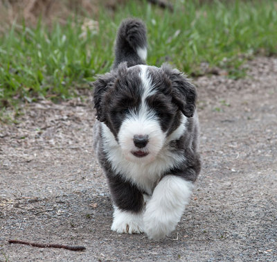 0178FTPups.jpg