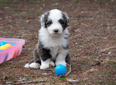 0181FTPups.jpg
