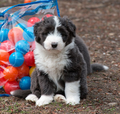 0183FTPups.jpg