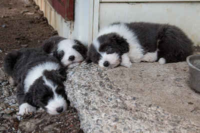 0189FTPups.jpg