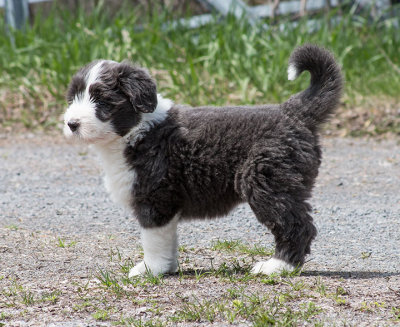 0197FTPups.jpg