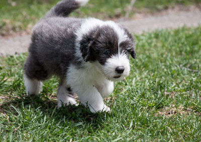 0199FTPups.jpg