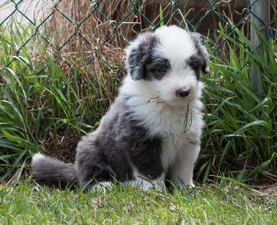 0207FTPups.jpg