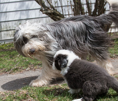 0214FTPups.jpg