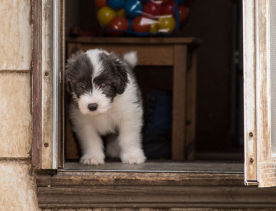 0219FTPups.jpg