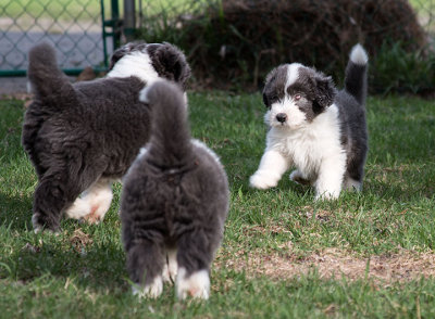 0222FTPups.jpg