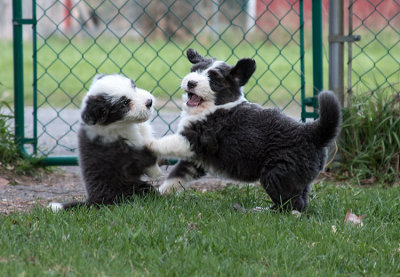 0223FTPups.jpg