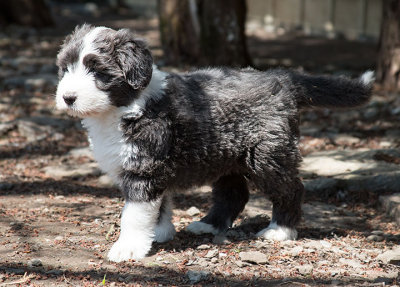 0226FTPups.jpg