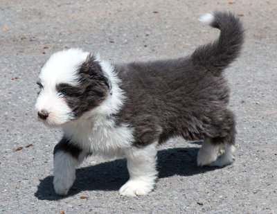 0229FTPups.jpg