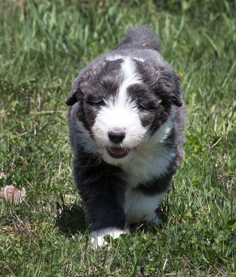 0232FTPups.jpg