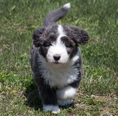 0233FTPups.jpg