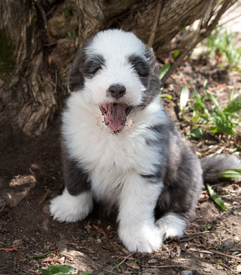 0241FTPups.jpg