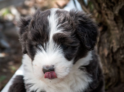 0242FTPups.jpg