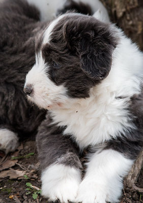 0246FTPups.jpg