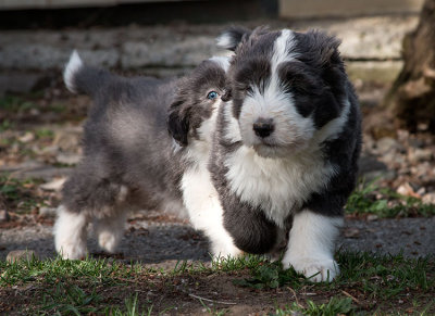 0255FTPups.jpg