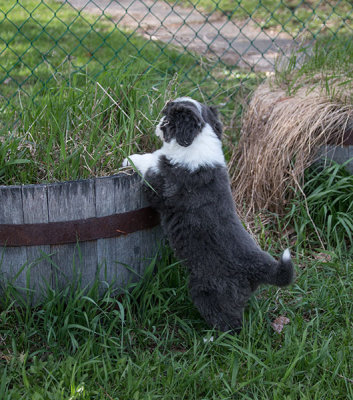 0256FTPups.jpg