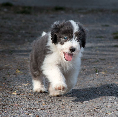 0259FTPups.jpg