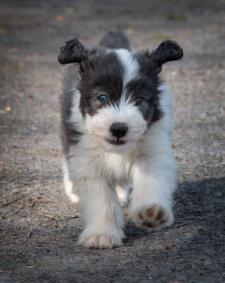 0260FTPups.jpg