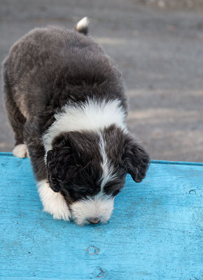 0264FTPups.jpg