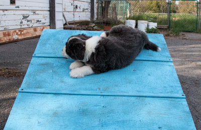 0265FTPups.jpg