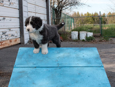 0267FTPups.jpg