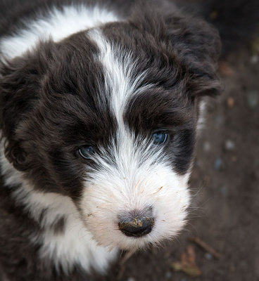 0268FTPups.jpg