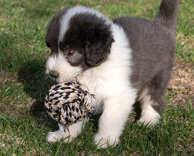0272FTPups.jpg