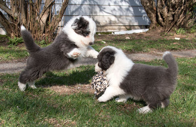 0273FTPups.jpg