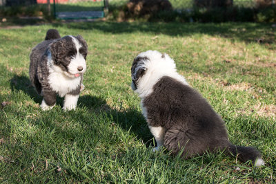 0278FTPups.jpg