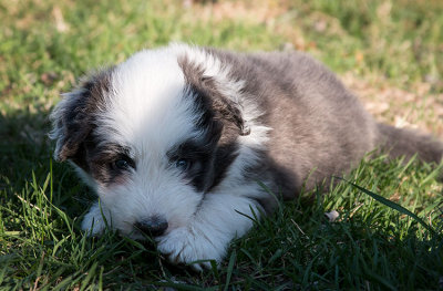 0280FTPups.jpg