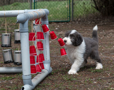 0282FTPups.jpg