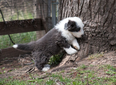 0284FTPups.jpg